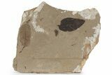 Wide Fossil Leaf Plate - McAbee, BC #226052-1
